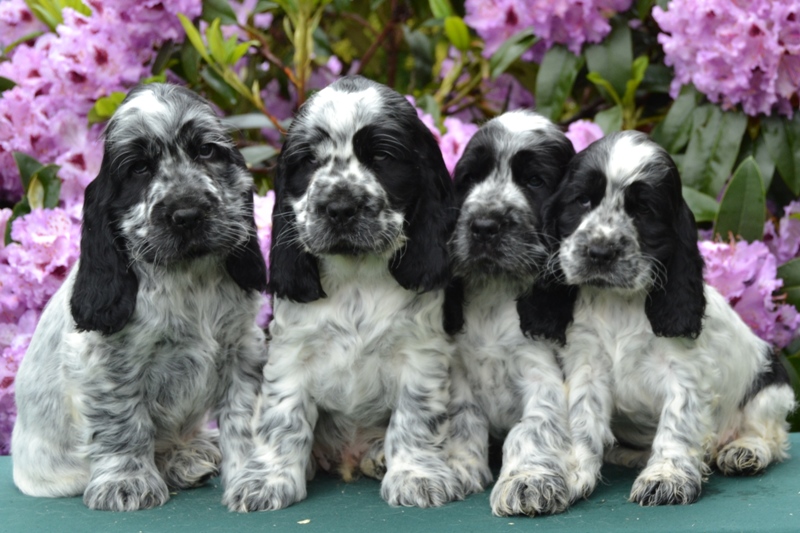 23-Chris, Chiko, Charlie, Chessy.JPG